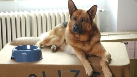 изображение на Комисар Рекс