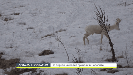 изображение на Дотам и обратно (22.12.2023)